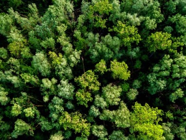 air shot of a forest