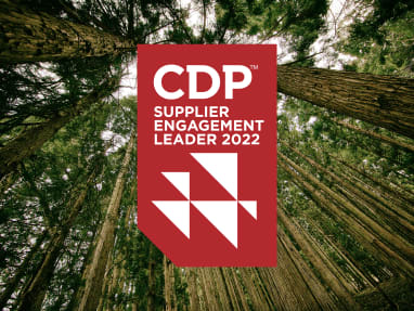 CDP red logo with a forest background